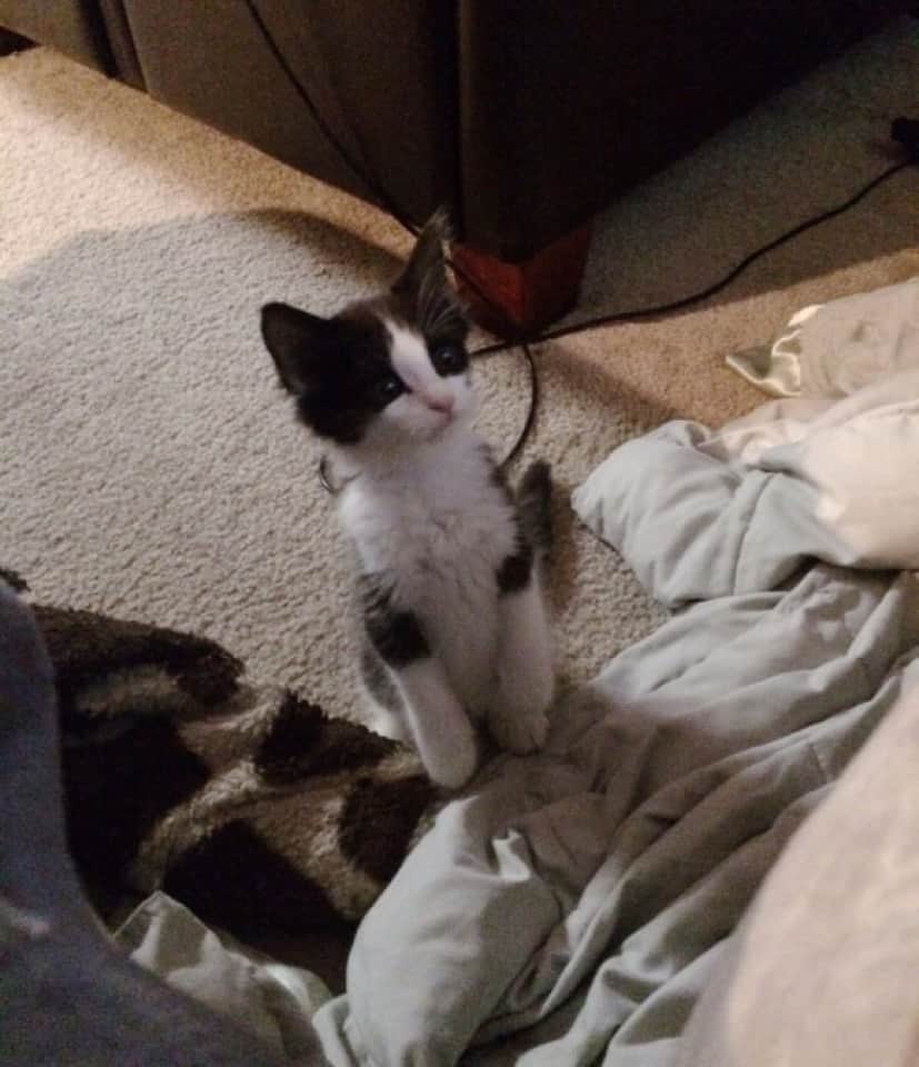 Nnnのお導き 愛猫が寿命を迎えこの世を去る1か月前に子猫が自宅に派遣されてきた 寂しさをまぎらわせてくれた カラパイア Nnnのお導き 愛猫が寿命を迎えこの世を去る1か月前に子猫が自宅に派遣されてきた 寂しさをまぎらわせてくれた カラパイア