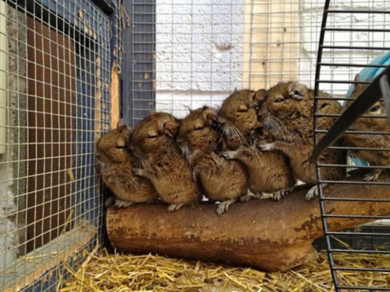 団体さん最強 動物たちがひっついて合体すると魂を抜かれそうになる画像 カラパイア