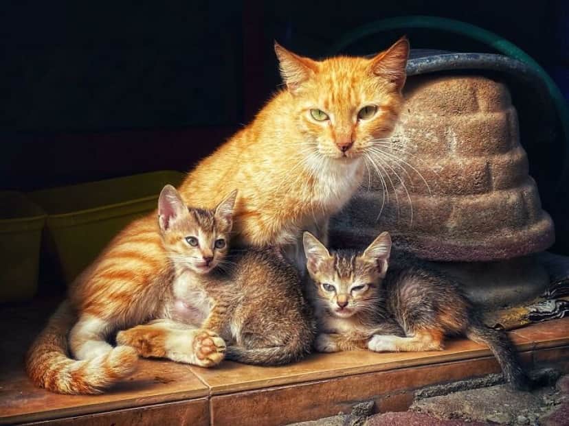 3