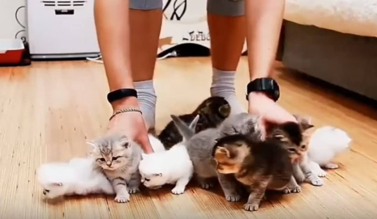 こりゃ大変だわー 子猫10匹の撮影現場がカオスと化していた カラパイア