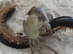 動画 えぇい邪魔だ 負傷した足を自ら引きちぎり 一目散に逃げるカニの映像 カラパイア