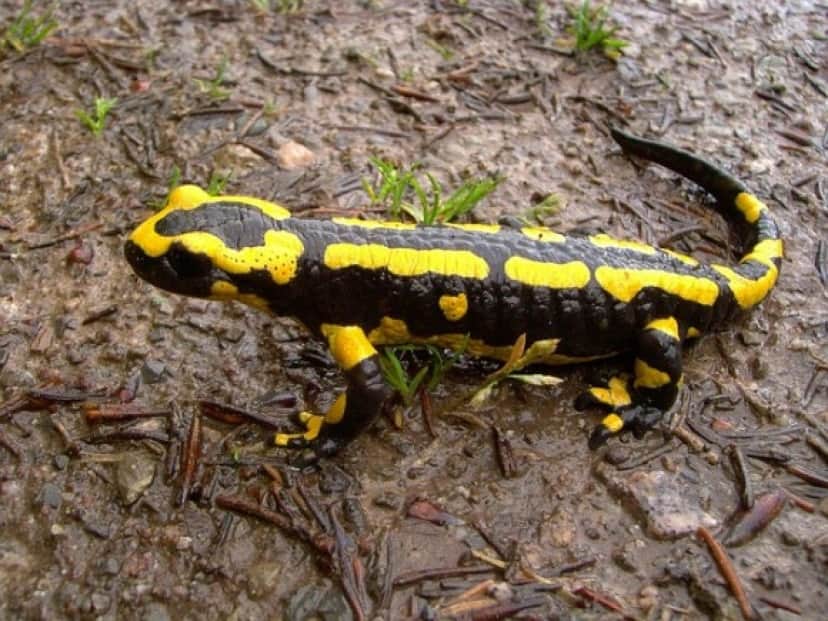 fire-salamander-293324_640_e