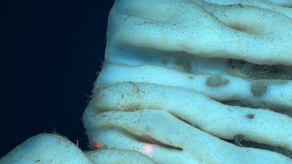 新種か これまでに見たこともない脳味噌のような外観をした巨大な深海生物が発見される ハワイ沖 カラパイア 新種か これまでに見たこともない脳味噌のような外観をした巨大な深海生物が発見される ハワイ沖 カラパイア