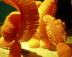 羽ペンみたいな刺胞動物 ゆらゆら ウミエラ を観察しよう カラパイア 羽ペンみたいな刺胞動物 ゆらゆら ウミエラ を観察しよう カラパイア