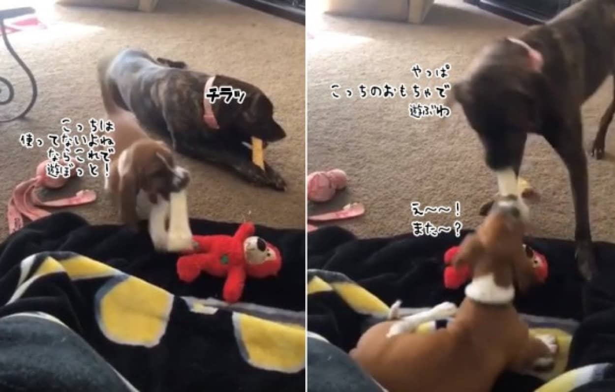 犬界のジャイアンかな 子犬があまったおもちゃで遊ぼうとすると何度も何度でも取り返しに来る犬 カラパイア 犬界のジャイアンかな 子犬があまったおもちゃで遊ぼうとすると何度も何度でも取り返しに来る犬 カラパイア