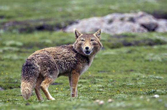 本命狙いのダークフェイス ネットアイドル生物図鑑 チベットスナギツネ Tibetan Fox 動画あり カラパイア