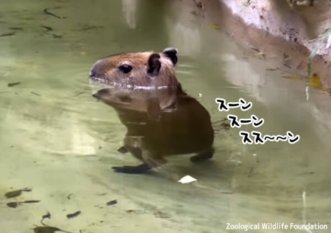 カピバラの子供が水中でムーンウォーク