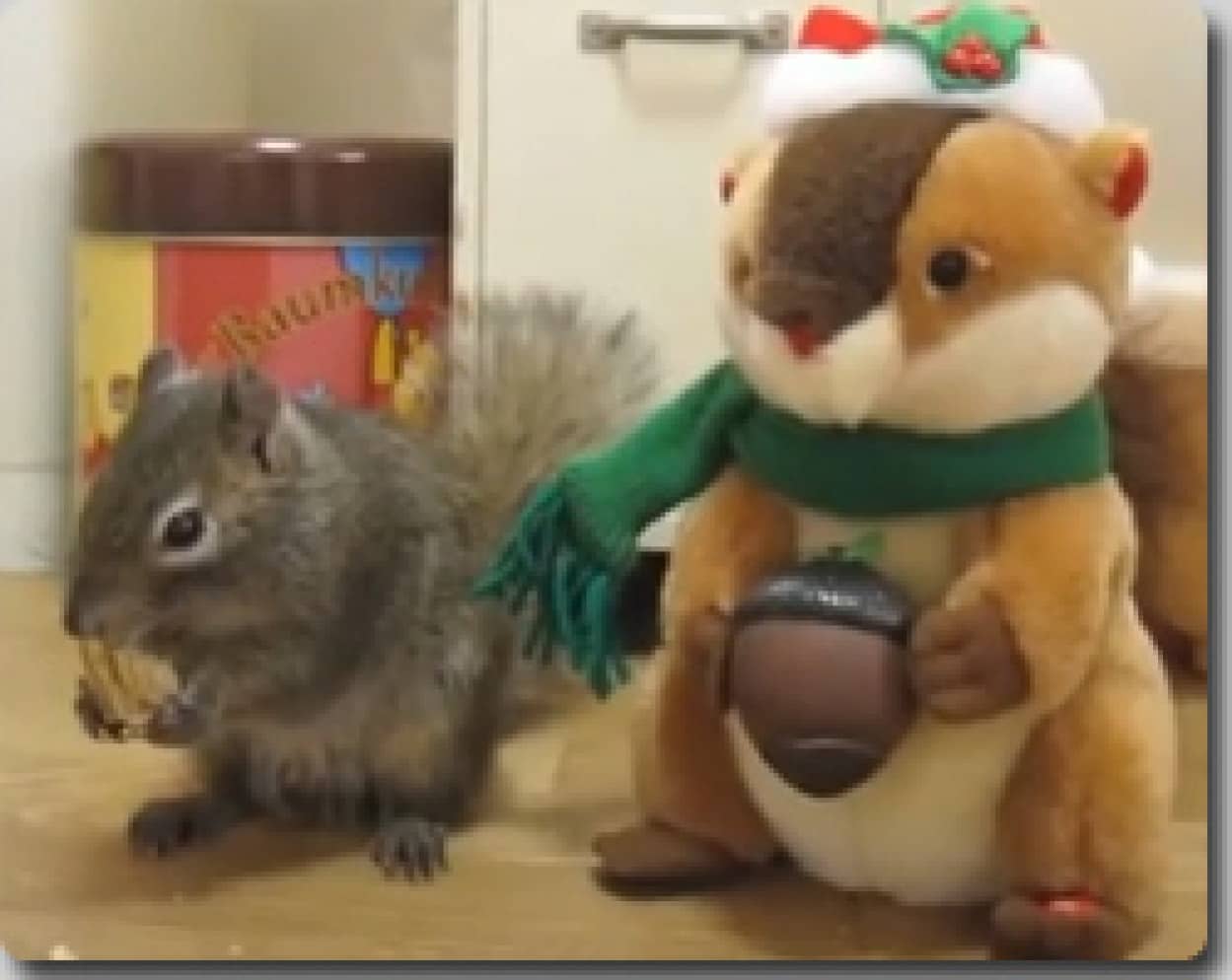 おもちゃのリスvs本物のリス カラパイア おもちゃのリスvs本物のリス カラパイア