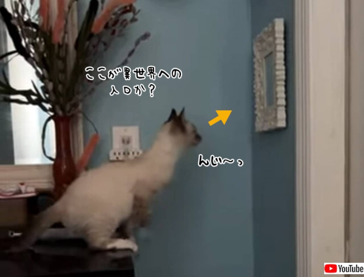 猫のタイムリープ大作戦