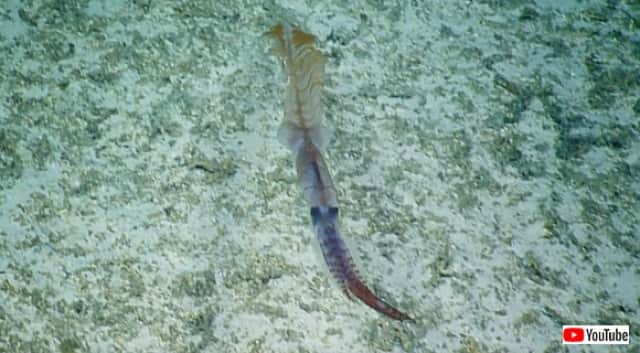 史上初 生きて泳ぐ珍しい深海イカの撮影に成功 カラパイア 史上初 生きて泳ぐ珍しい深海イカの撮影に成功 カラパイア
