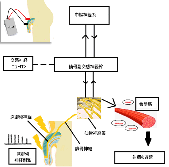 ejaculation-diagram-b-lur