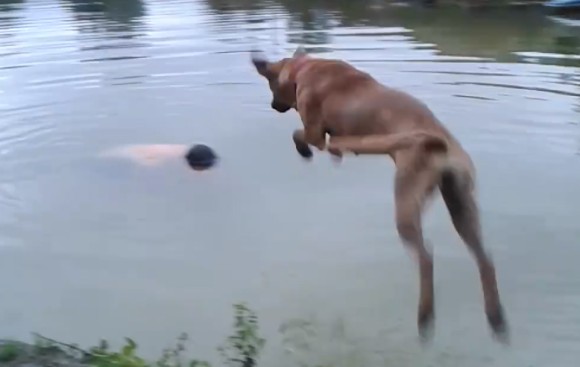 溺れたのか！？池に沈んだ飼い主を救おうと飛び込み、飼い主の手をくわえ引き上げようとする犬（ブラジル）