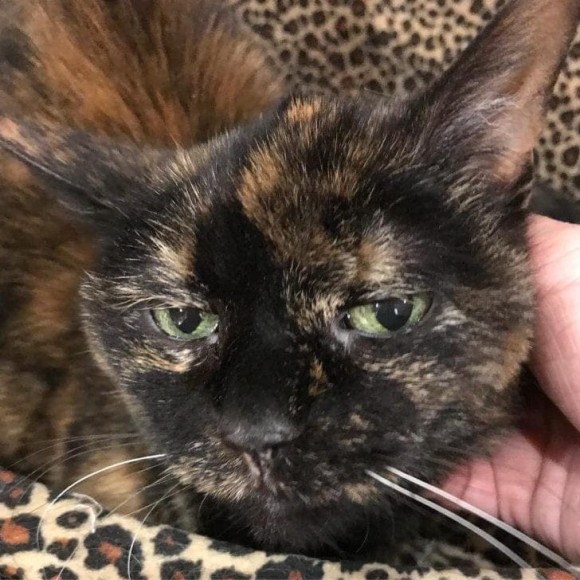 cat4_e