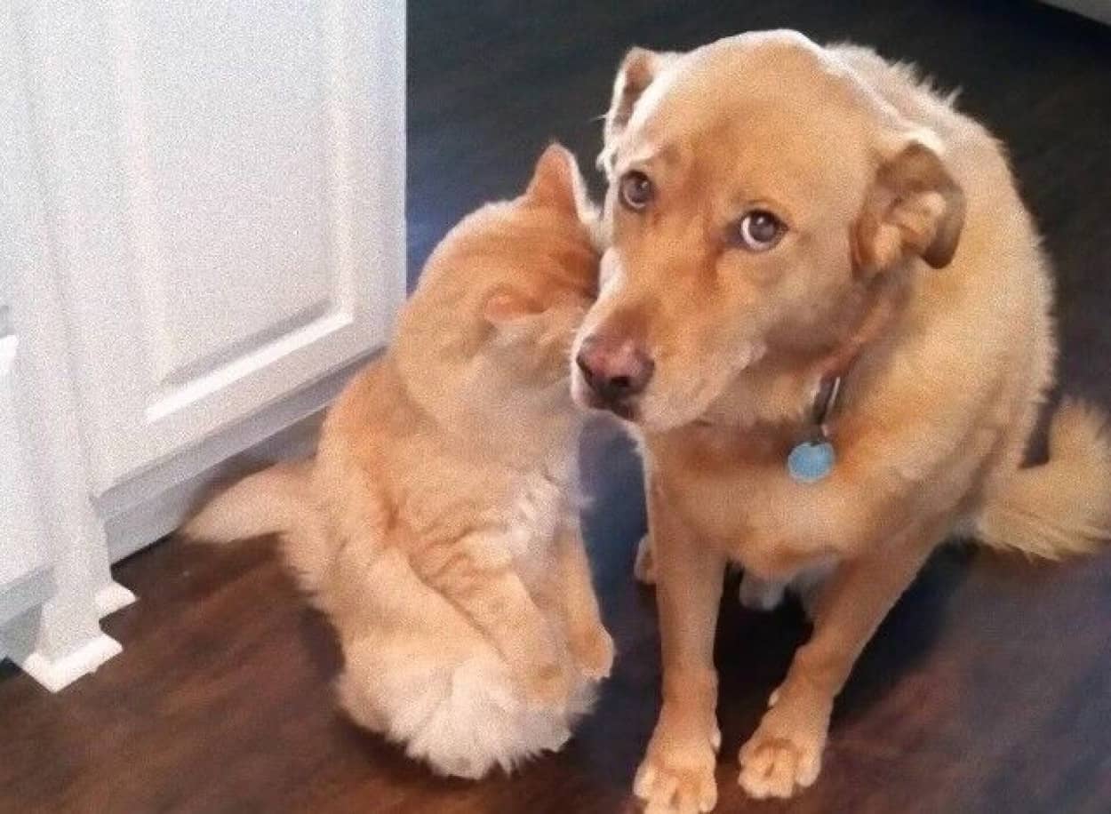 いやもう説明しなくていいから 犬たちに思わず脱力させられる瞬間を集めてみた カラパイア