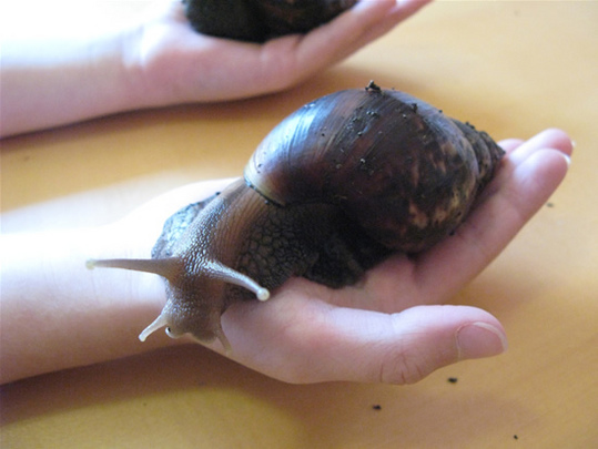 giant-African-snail2
