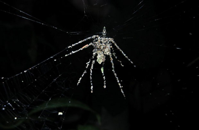 恐るべし蜘蛛の知能 巨大なダミーを蜘蛛の巣に作り上げ捕食者を欺く新種のクモが発見される ペルー カラパイア