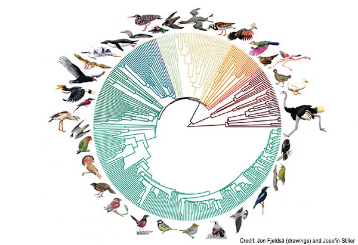 大規模研究でこれまで最大の詳細な鳥類の系統樹が明らかに