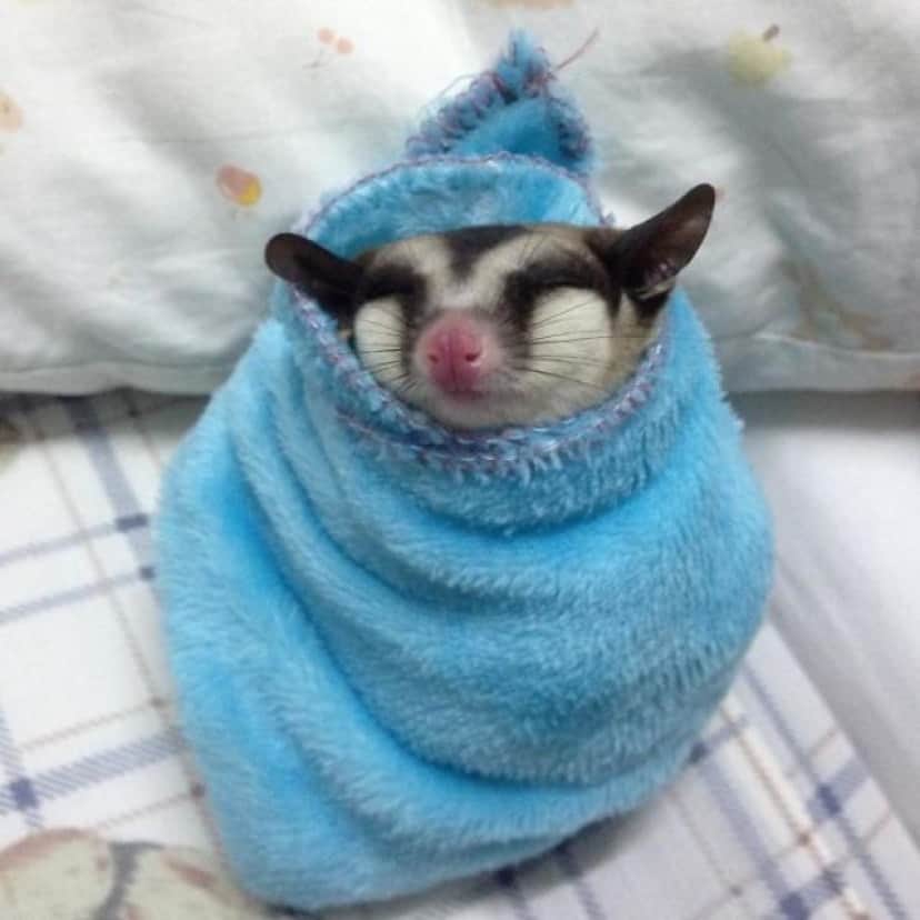 何これ ちっちゃかわいい フクロモモンガさんのいる小さなワンダーランドを見てみよう カラパイア 何これ ちっちゃかわいい フクロモモンガさんのいる小さなワンダーランドを見てみよう カラパイア