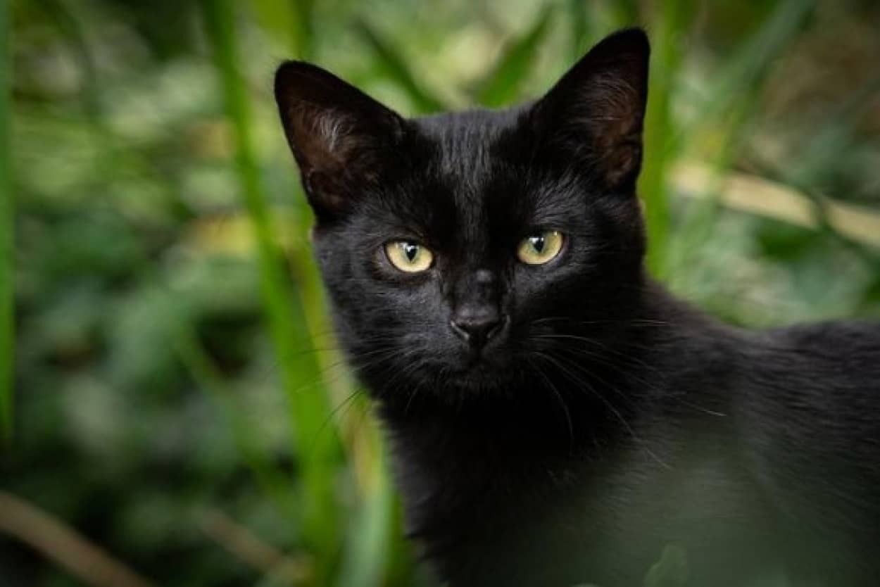 黒猫の為の飼い主探し