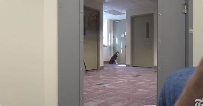 飼い主が窮地に陥っているとき 飼い犬は助けてくれるのだろうか 真剣に行われた科学実験 米研究 カラパイア 飼い主が窮地に陥っているとき 飼い犬は助けてくれるのだろうか 真剣に行われた科学実験 米研究 カラパイア
