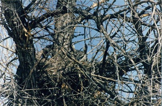 camouflaged_owls_08_e