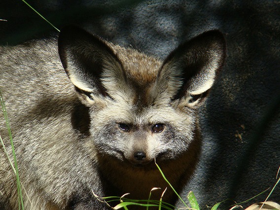 bat eared fox 12