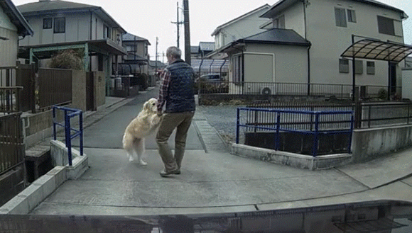 ここにいたいの 車で出かけようとした矢先 入り口をブロックする犬の強制排除風景 カラパイア ここにいたいの 車で出かけようとした矢先 入り口をブロックする犬の強制排除風景 カラパイア