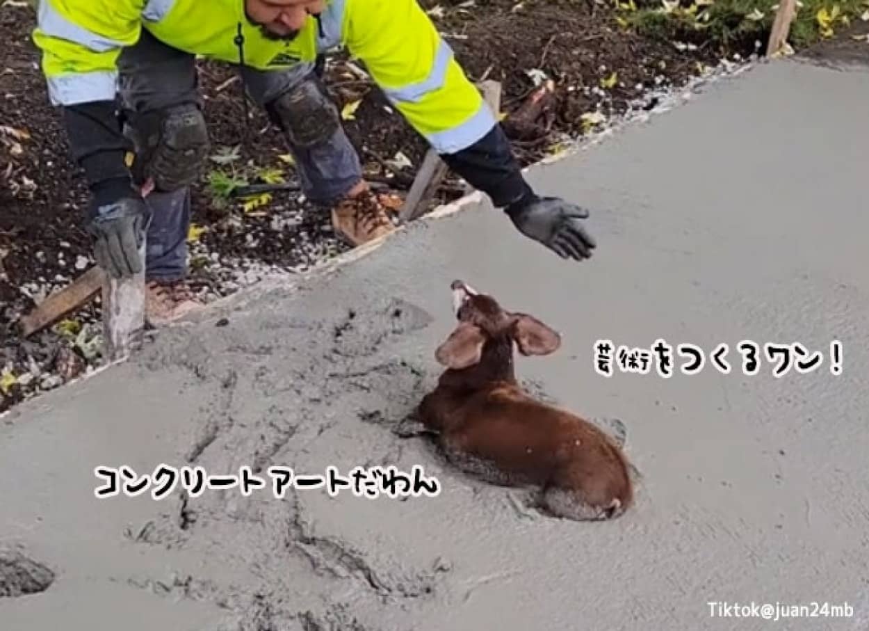 固まる前のセメントに飛び込んできた犬