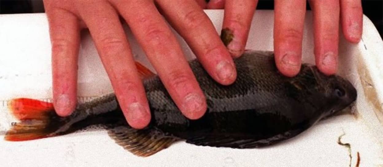 抗不安薬が河川に流れ込み魚が大胆不敵なロンリーウルフに変貌 スウェーデン研究 カラパイア