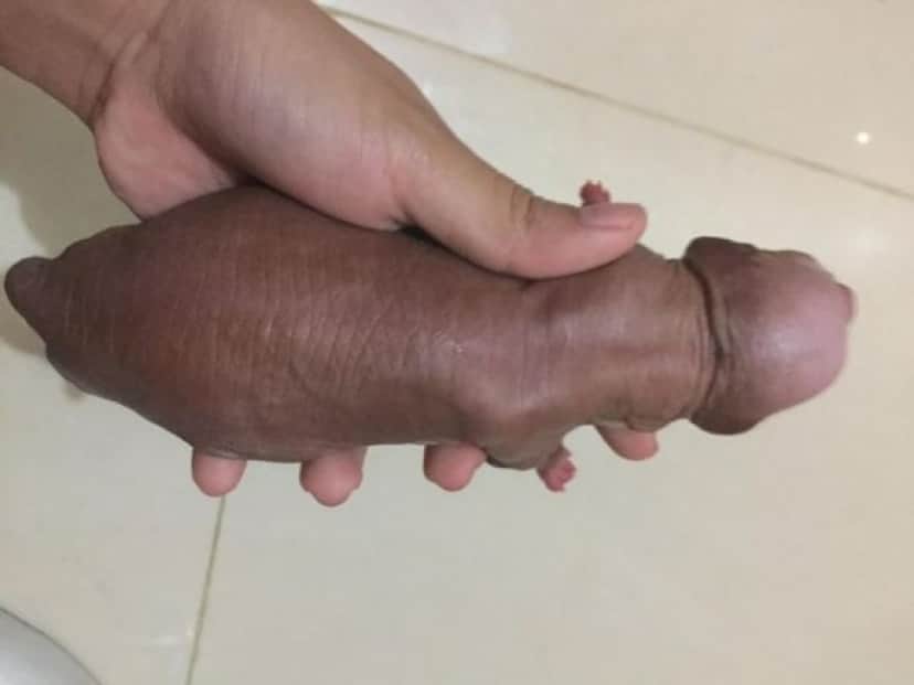 dog6_e