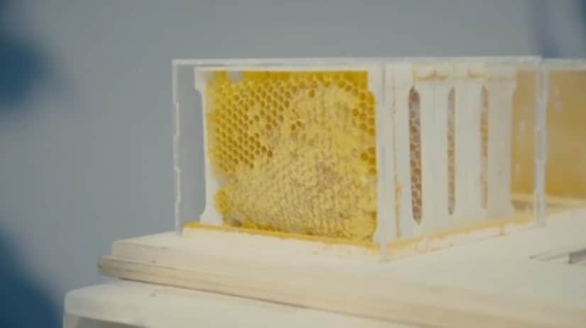 bee3_e