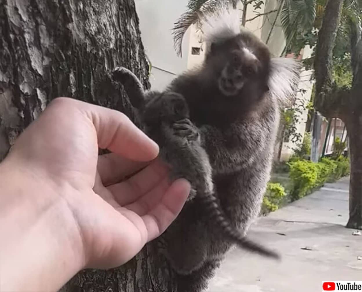 マーモセットの赤ちゃんを救出、母親のいる木に返す