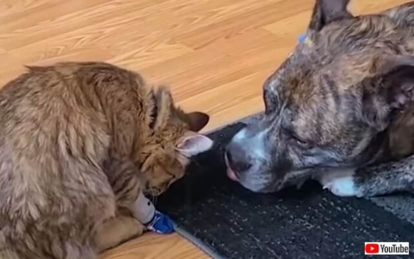 友猫の コレうっとうしいにゃん という訴えに 犬 任せて と靴下を脱がせてあげる カラパイア