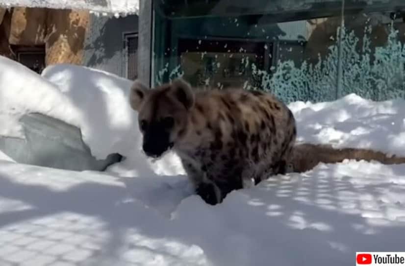 タテガミをなびかせながら 雪の中を駆け回るライオンがディズニー映画のワンシーンのよう カラパイア