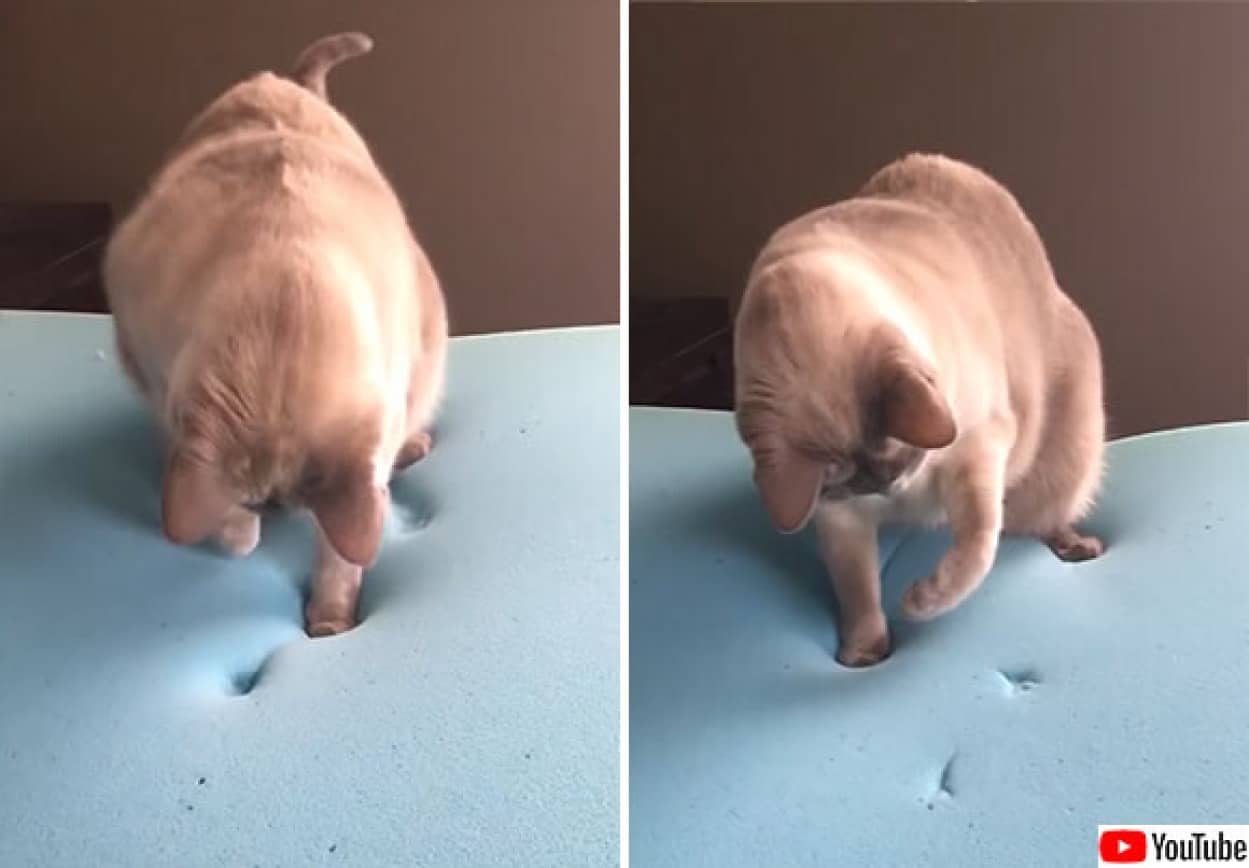 押しても戻る だと 低反発マットレスに驚きを隠せない猫の物理学実験 カラパイア 押しても戻る だと 低反発マットレスに驚きを隠せない猫の物理学実験 カラパイア