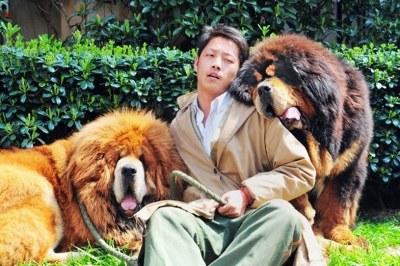 世界一高価な犬 約2億円で取引されたチベタン マスティフ カラパイア