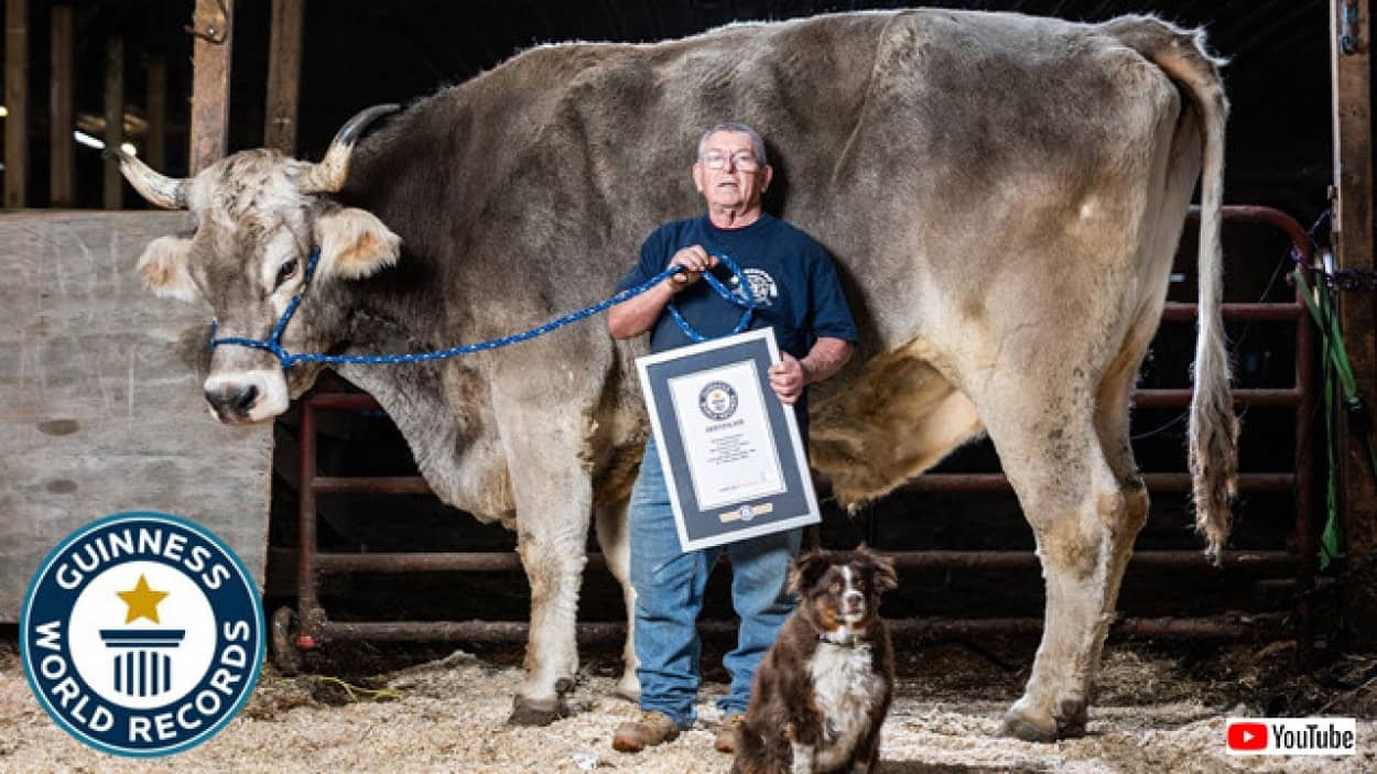 世界で最も背の高い牛、ギネス記録認定