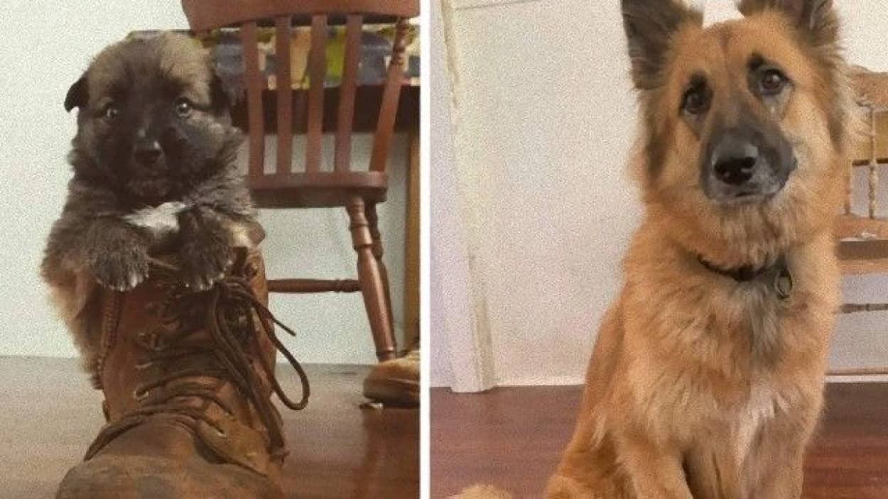このお家に来てから3年後 同じブーツと一緒にはい ポーズな犬に関する海外の反応 カラパイア このお家に来てから3年後 同じブーツと一緒にはい ポーズな犬に関する海外の反応 カラパイア