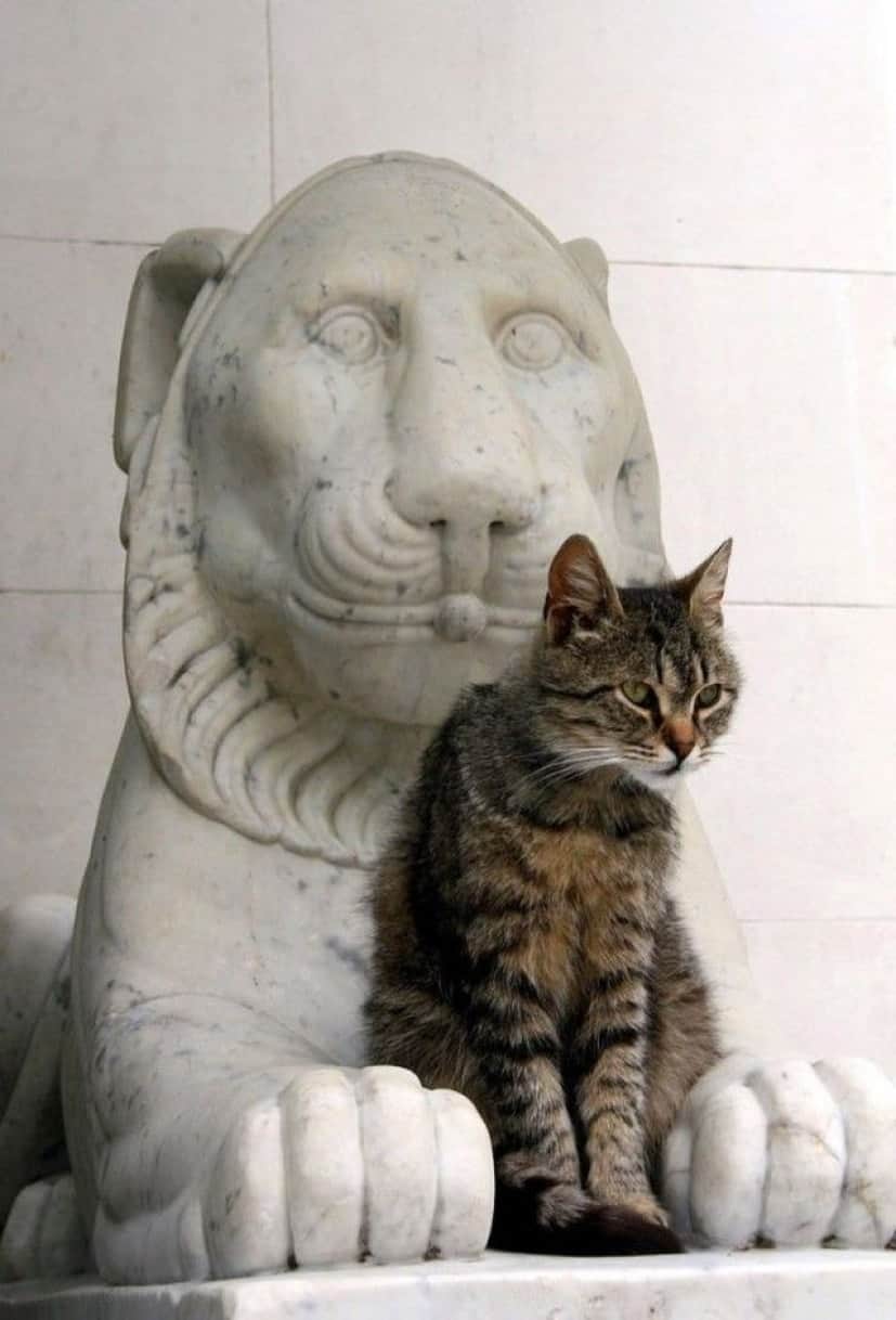 catnstatue6_e
