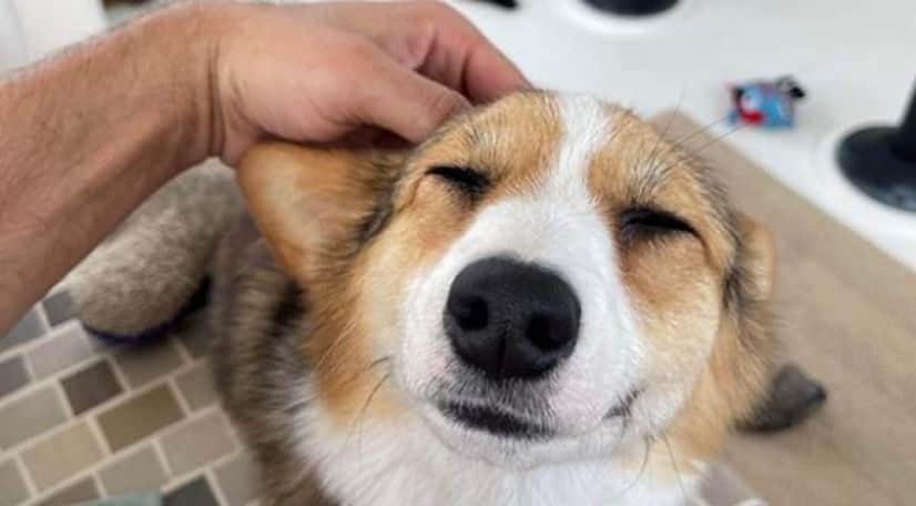 jessica-missing-corgi-600_e