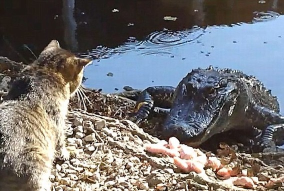 cat_vs_alligator_01