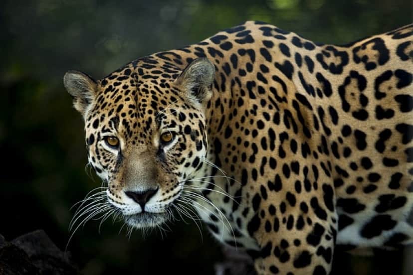 jaguar-gc9474c7bf_640