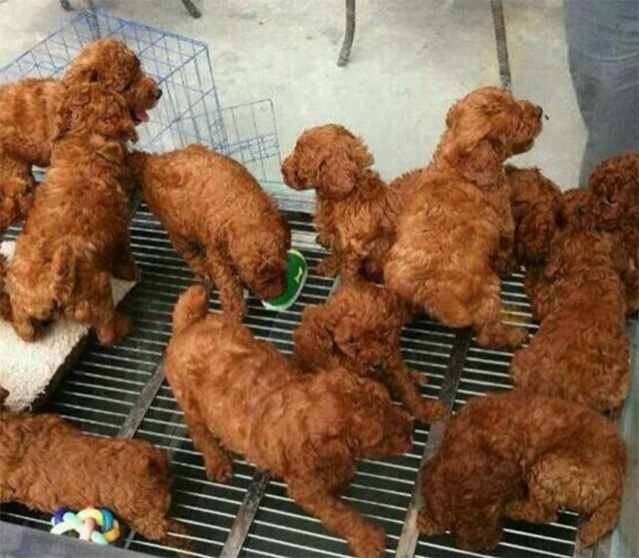 フライドチキンそっくりに見える犬