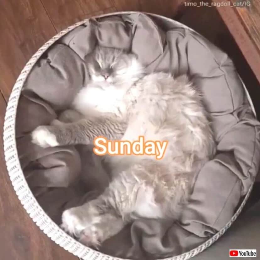ragdollcat5_640
