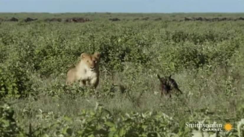 ママ ママ 狩ってはみたけれど 自分に甘えてくるヌーの赤ちゃんを守るメスライオン カラパイア