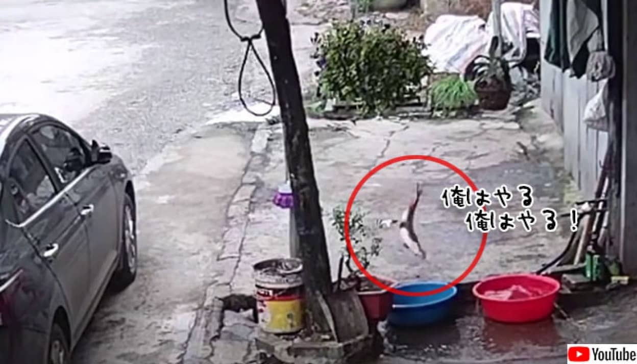 リアルニモかな たらいに入れられていた魚 道路を飛び跳ね 排水溝へ突入し脱出成功 カラパイア