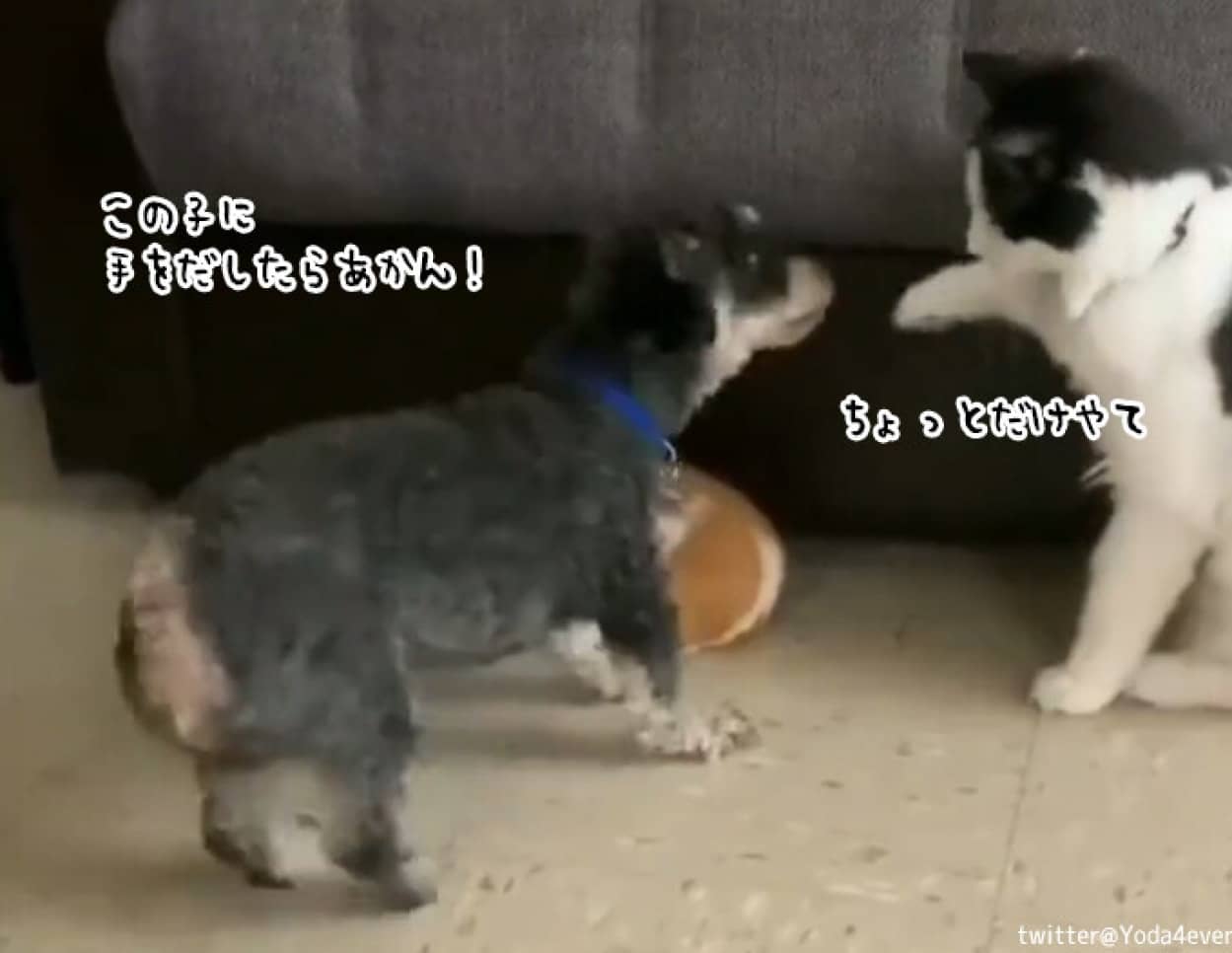 モルモットに手を出そうとした猫に犬が鉄拳制裁