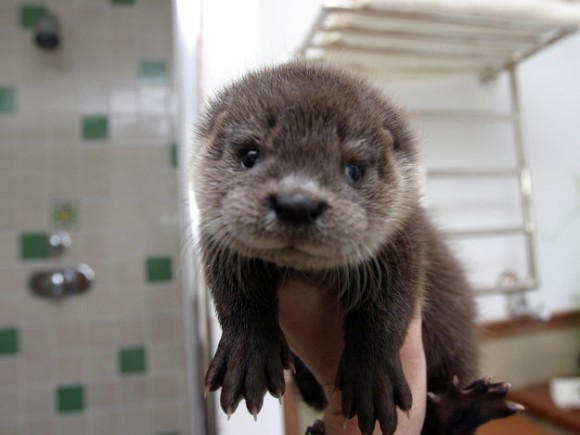 無限のかわいさを秘めているカワウソたちのかわいいうそーな画像 カラパイア