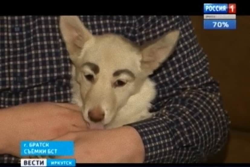 dog2_e