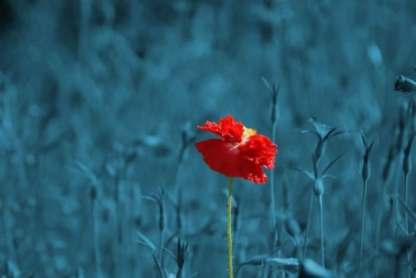 poppy-186635_640_e